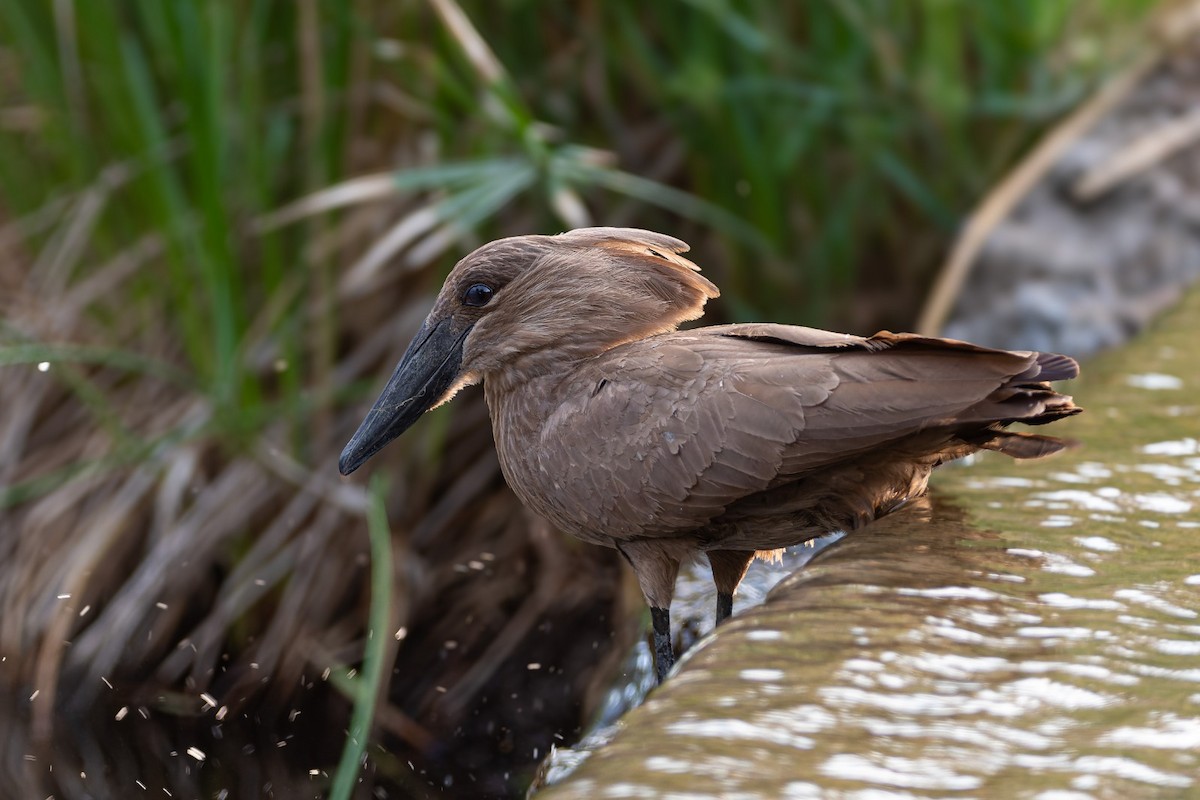 Hamerkop - ML641784830