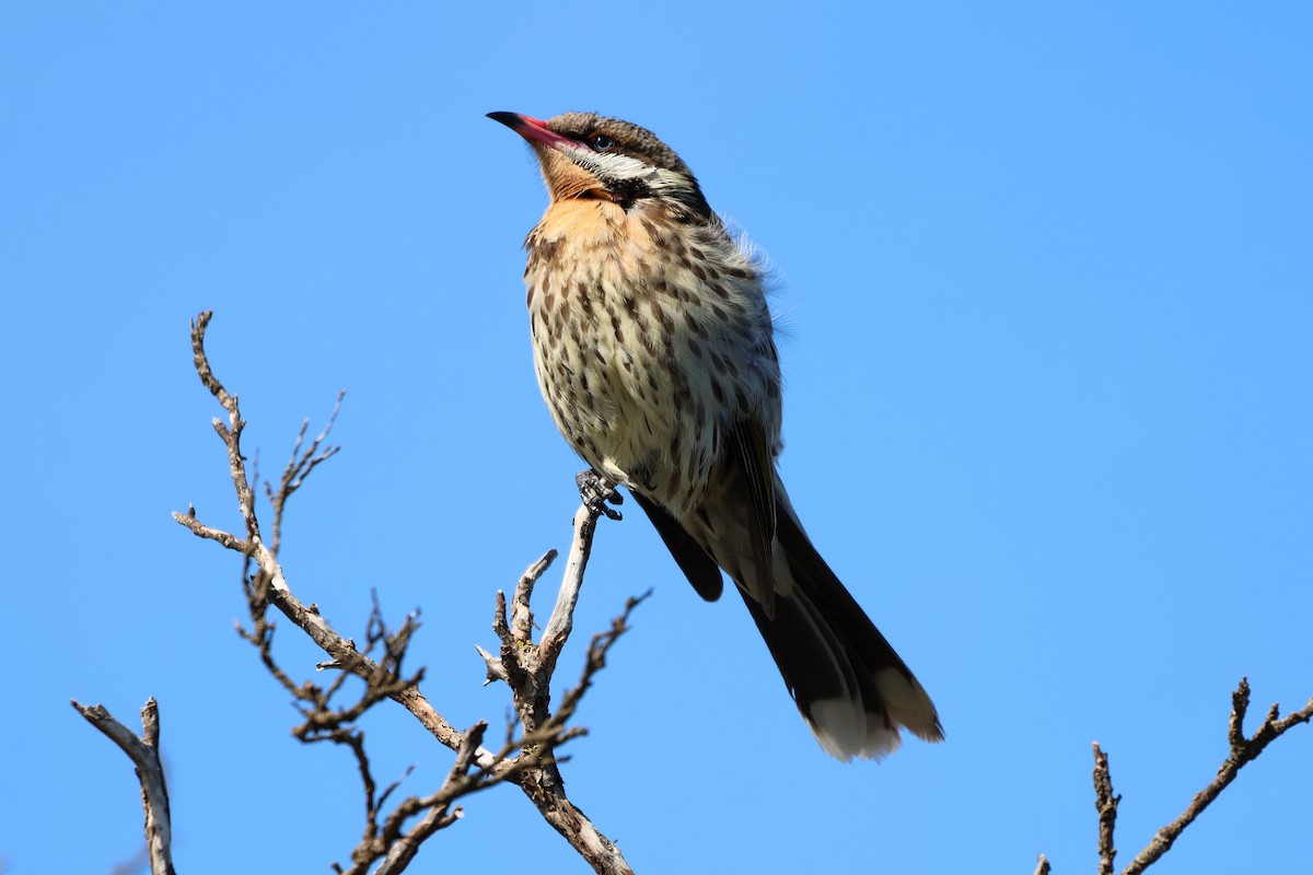 Spiny-cheeked Honeyeater - ML641784833