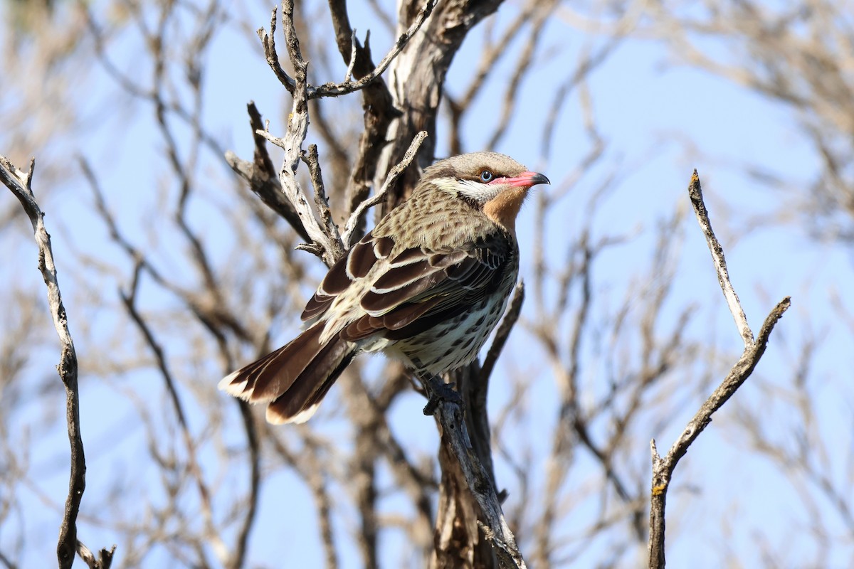 Spiny-cheeked Honeyeater - ML641784835