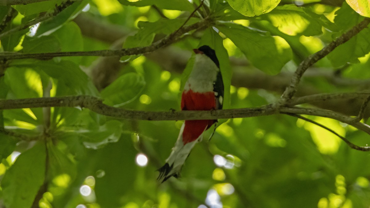Cuban Trogon - ML641784837
