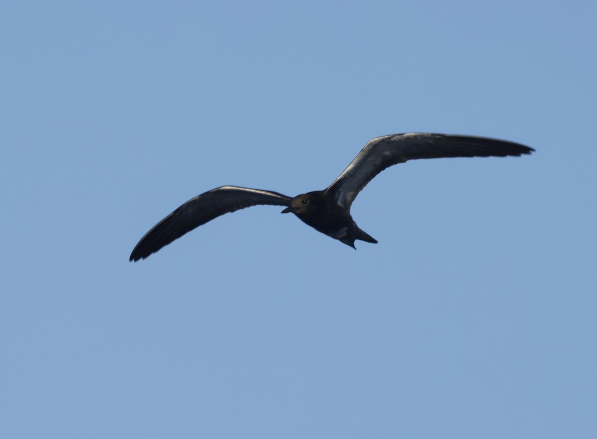 Sooty Tern - ML641784838