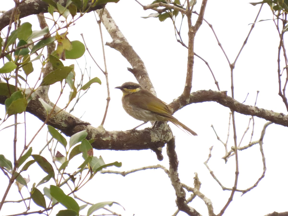 Mangrov Balkuşu - ML641784840