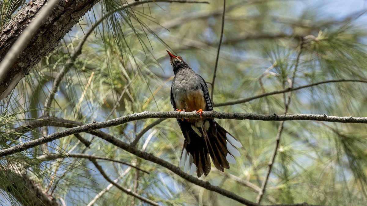 Red-legged Thrush - ML641784843