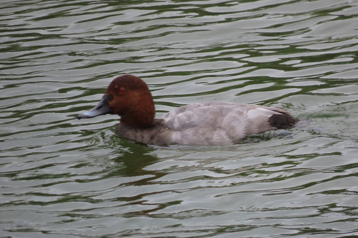 Common Pochard - ML641784848