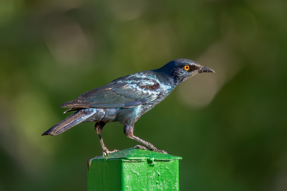Cape Starling - ML641784852