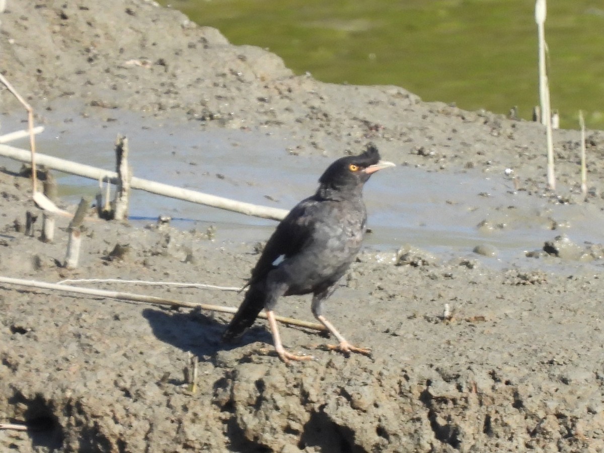 Crested Myna - ML641784861