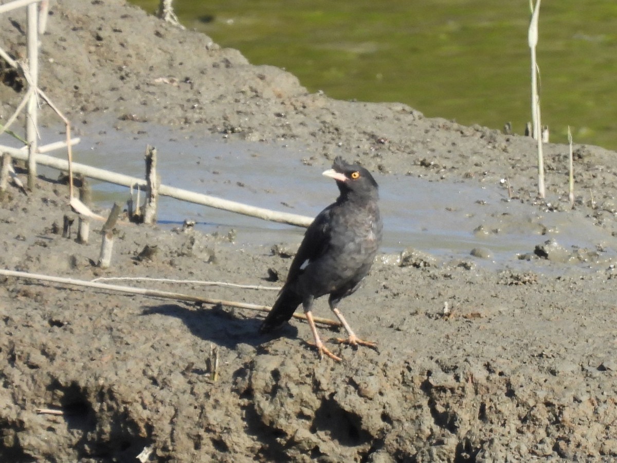 Crested Myna - ML641784862