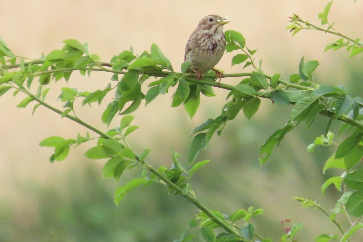 strnad luční - ML641784863