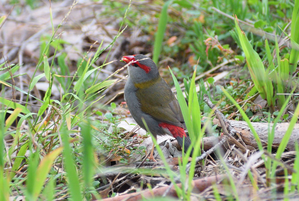 Red-browed Firetail - ML641784868