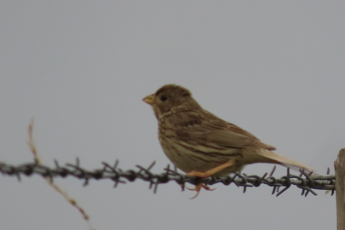 strnad luční - ML641784909