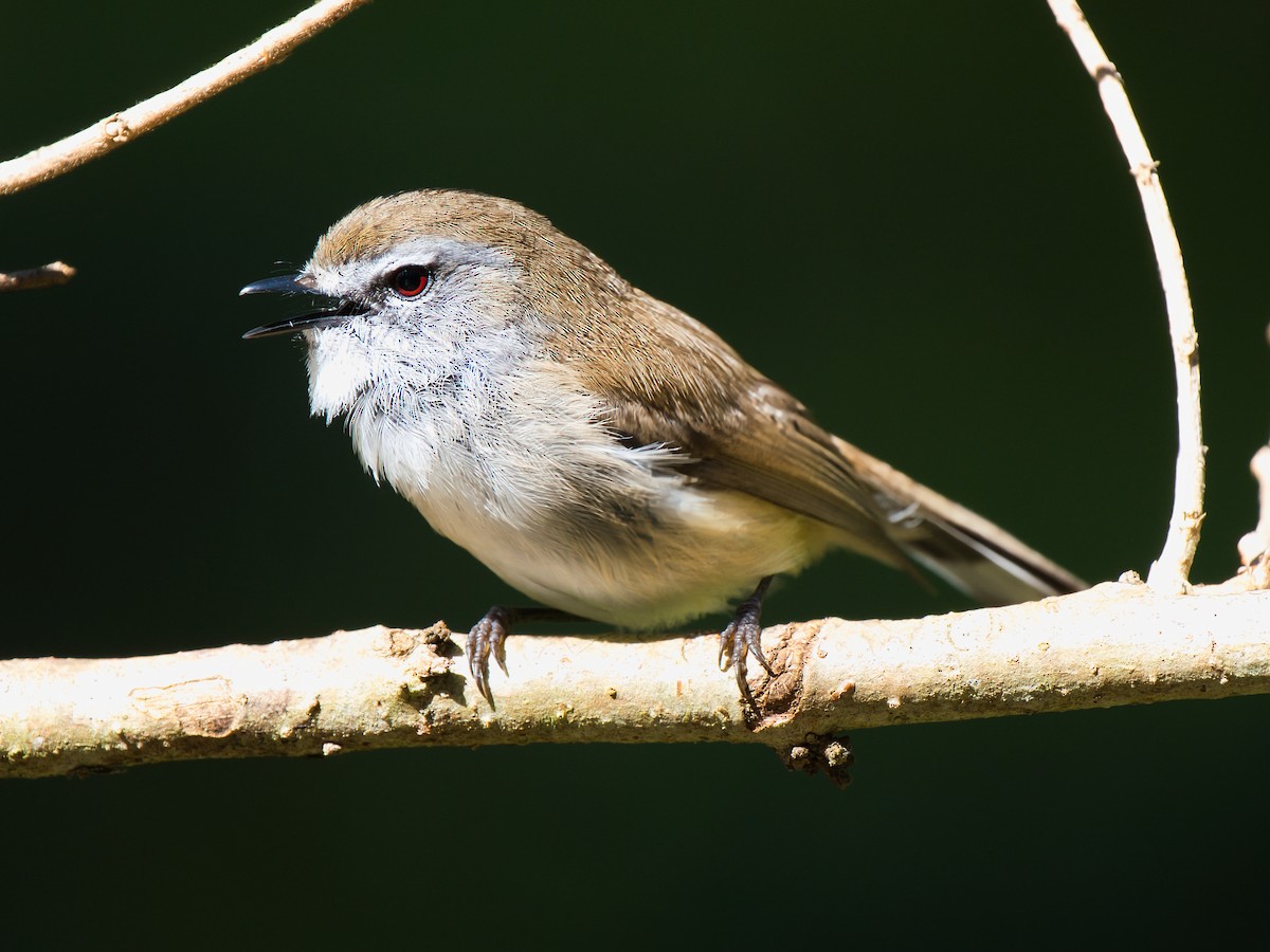 Brown Gerygone - ML641784925