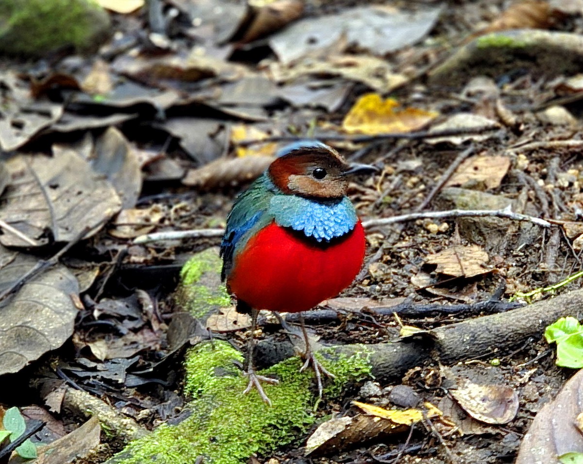 Sulawesi Pitta (Sulawesi) - ML641784936