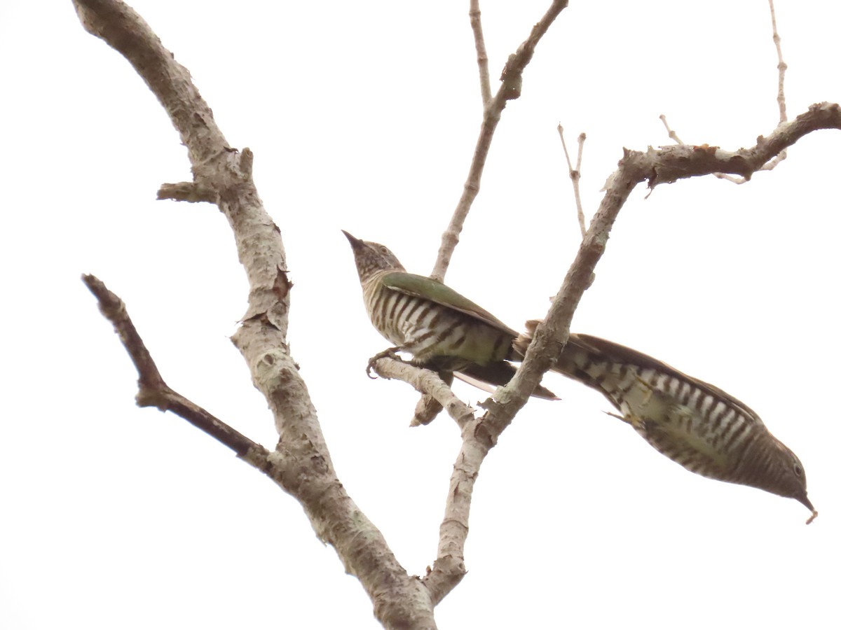 Parlak Zümrüt Guguğu - ML641784940