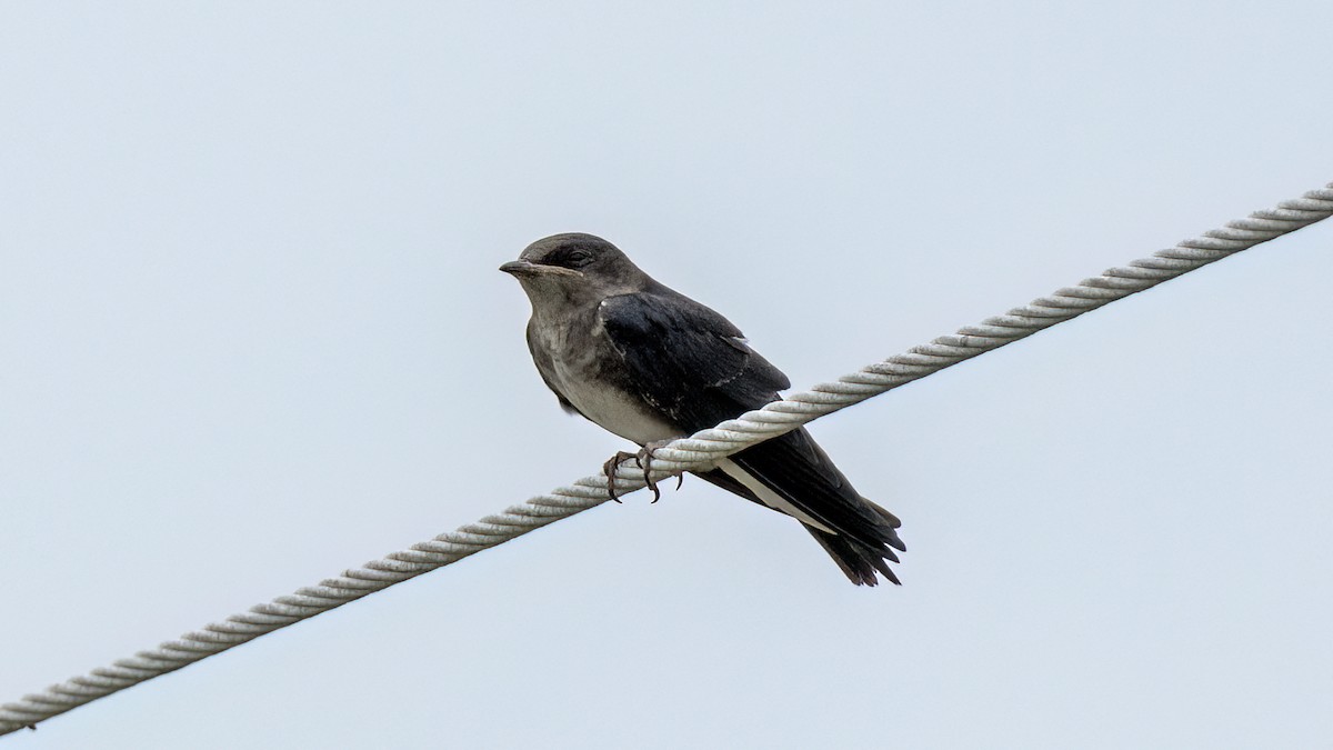 Cuban Martin - ML641784965