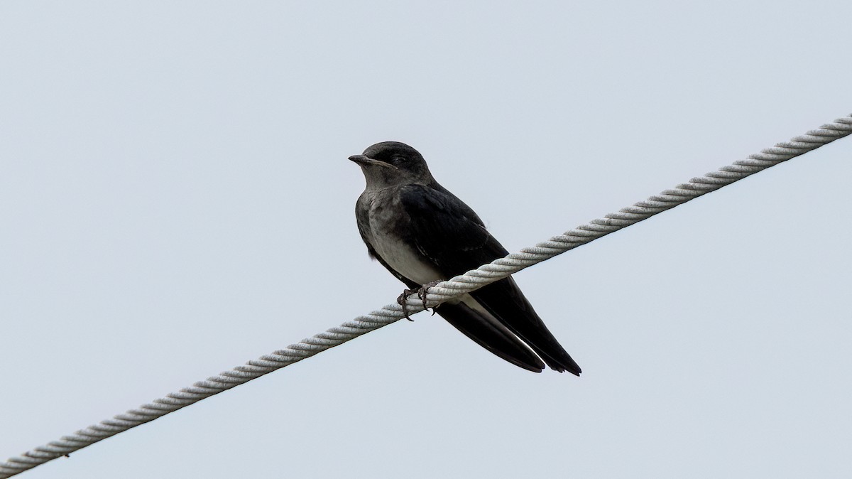 Cuban Martin - ML641784966