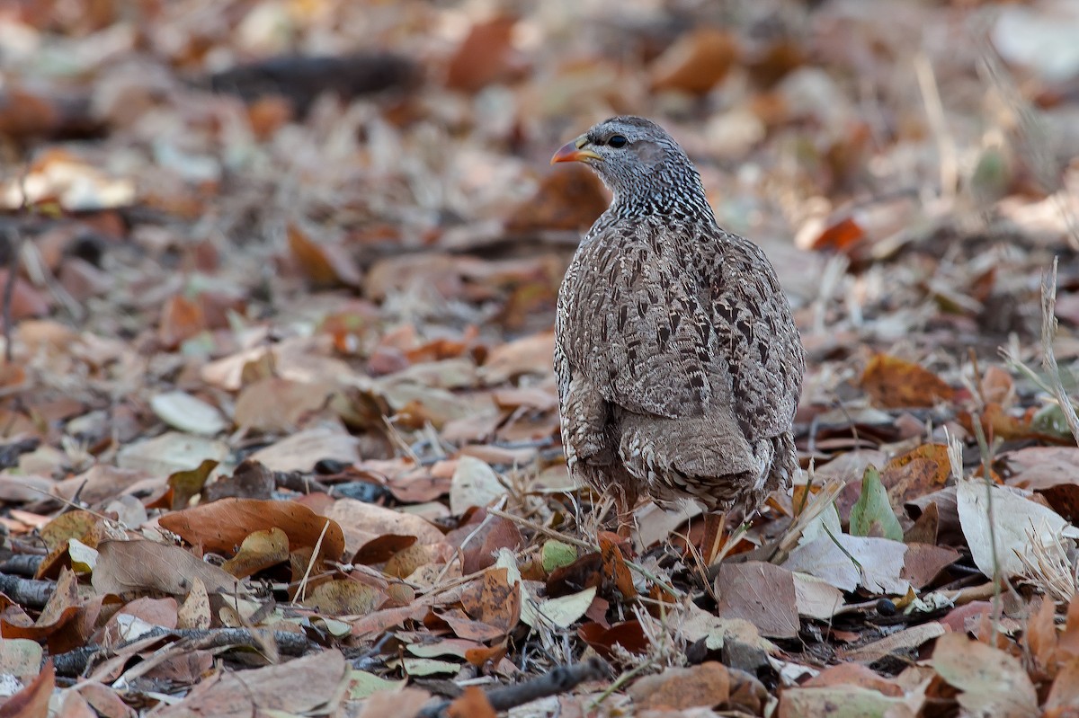 Natal Spurfowl - ML641784974