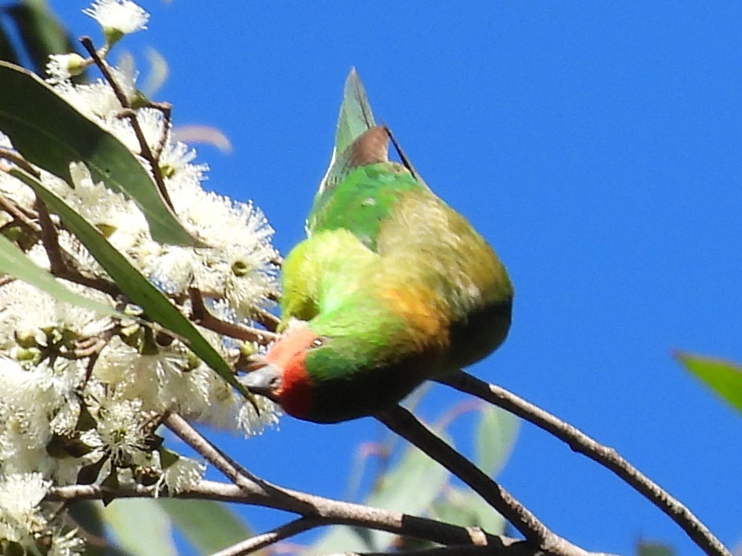 Little Lorikeet - ML641784977