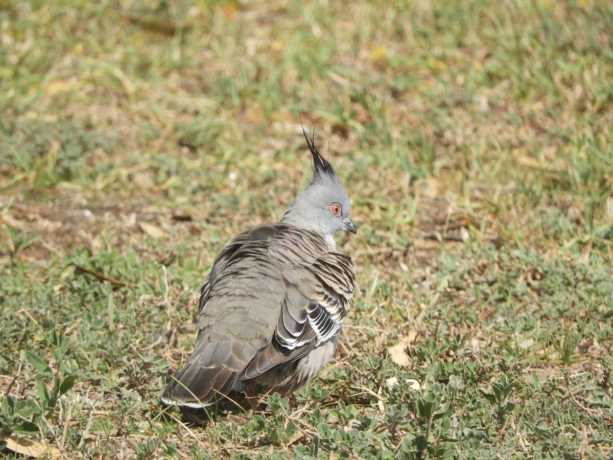 Crested Pigeon - ML641784978