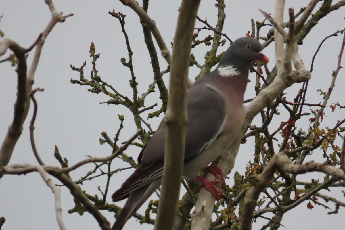 holub hřivnáč - ML641784984