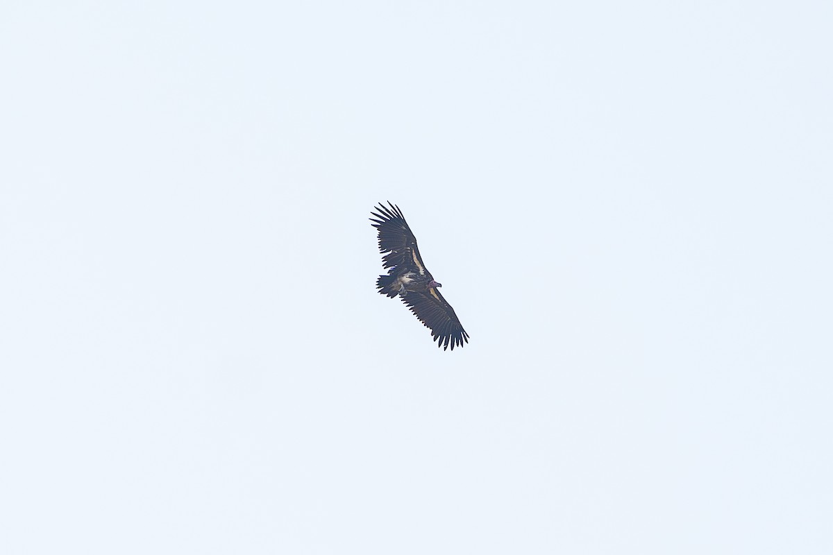 Lappet-faced Vulture - ML641785013
