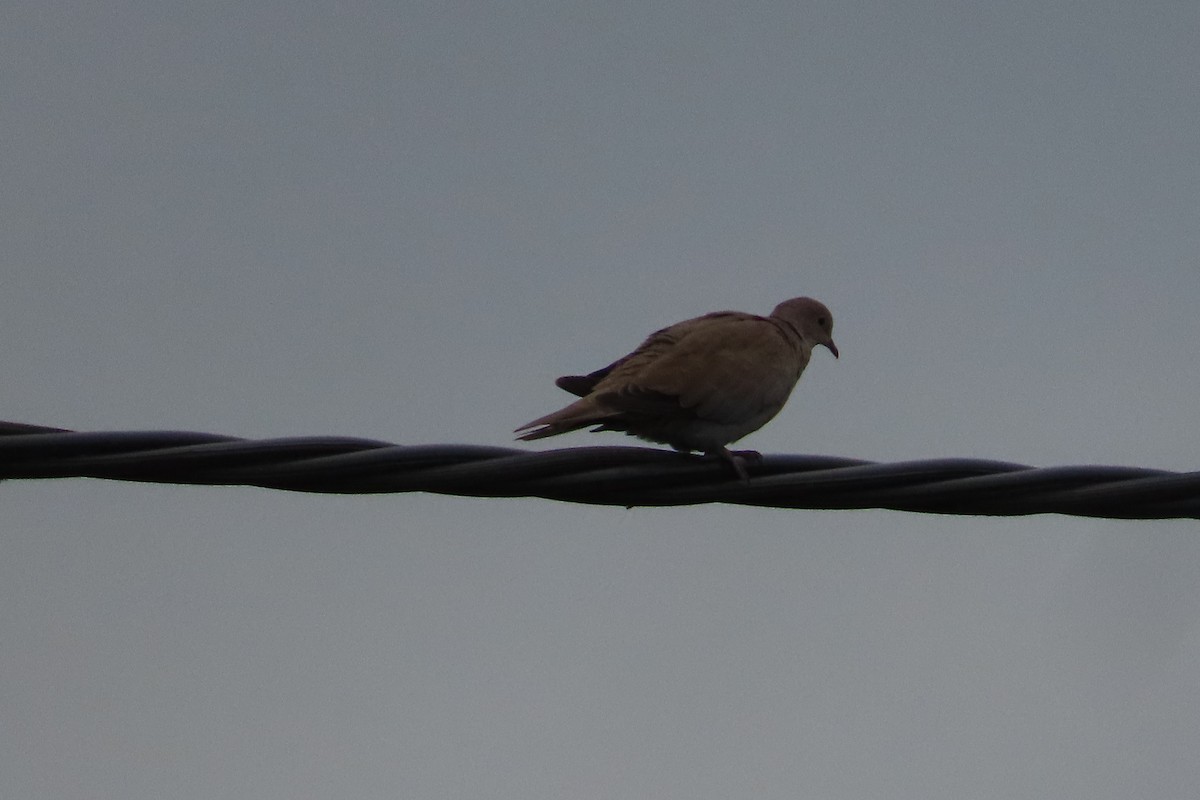 hrdlička zahradní - ML641785022