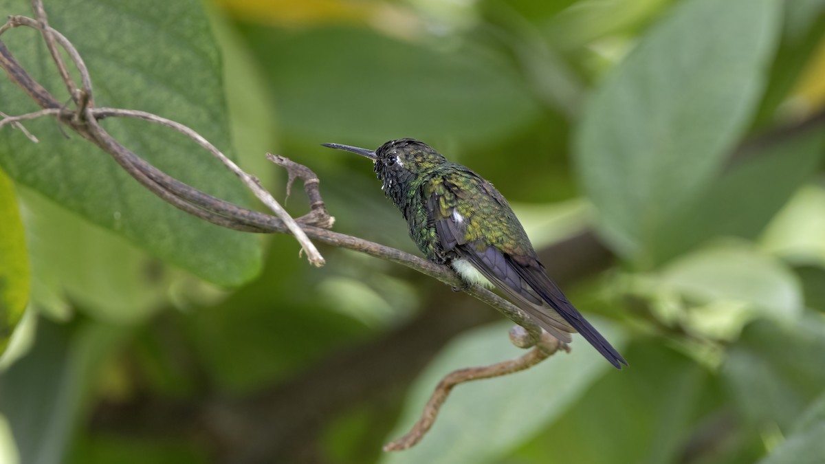 Cuban Emerald - ML641785034