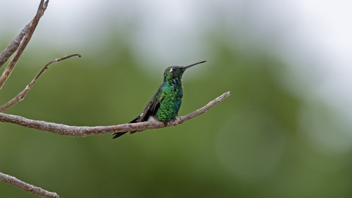 Cuban Emerald - ML641785035
