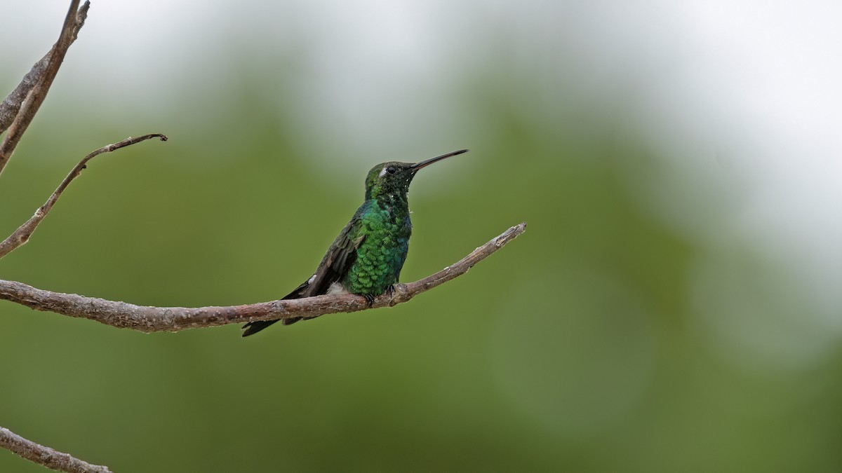 Cuban Emerald - ML641785036