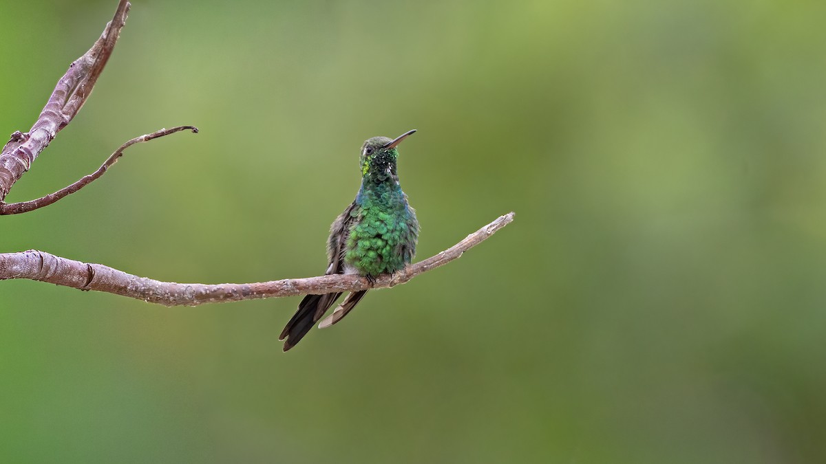 Cuban Emerald - ML641785037