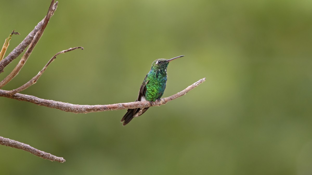 Cuban Emerald - ML641785038