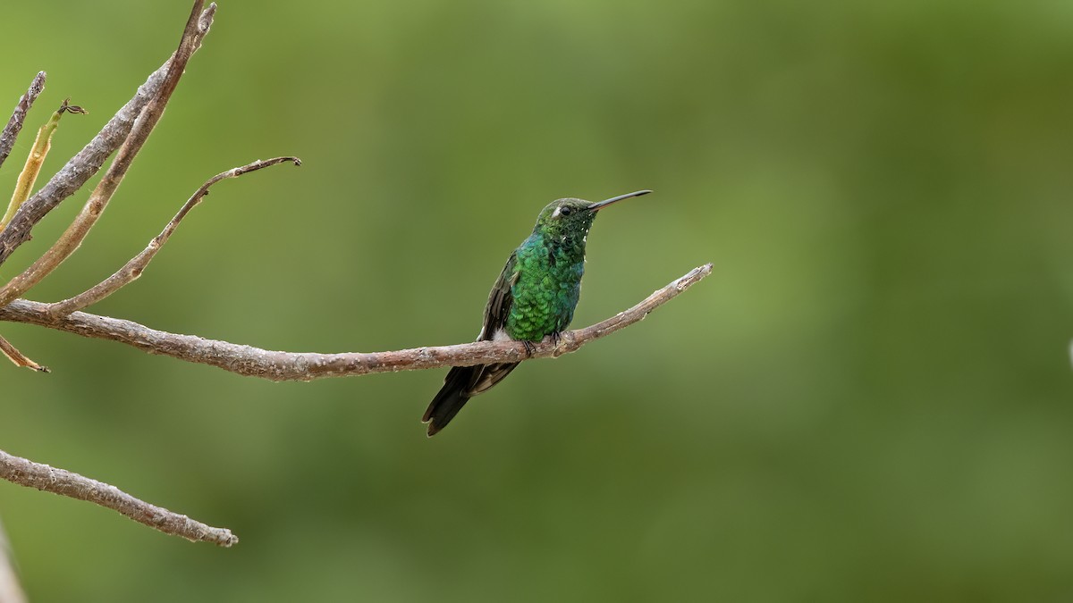 Cuban Emerald - ML641785039