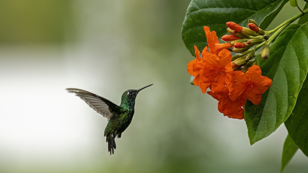 Cuban Emerald - ML641785040