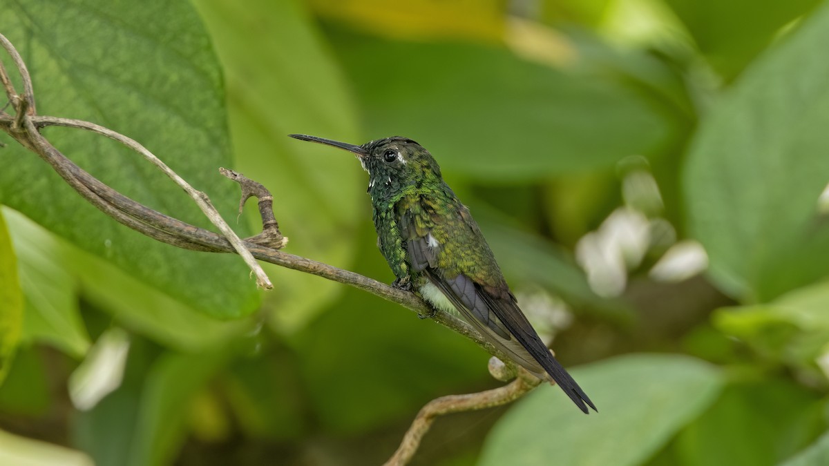 Cuban Emerald - ML641785041