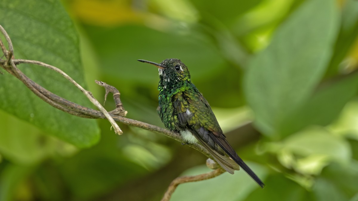 Cuban Emerald - ML641785042