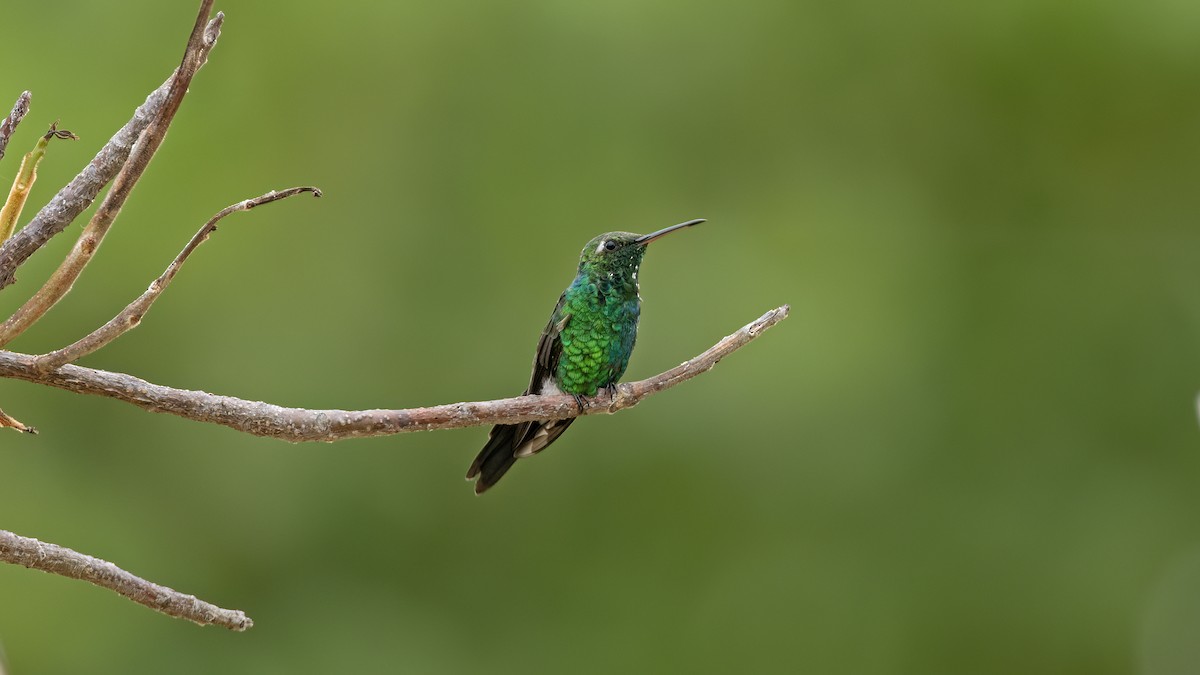 Cuban Emerald - ML641785043