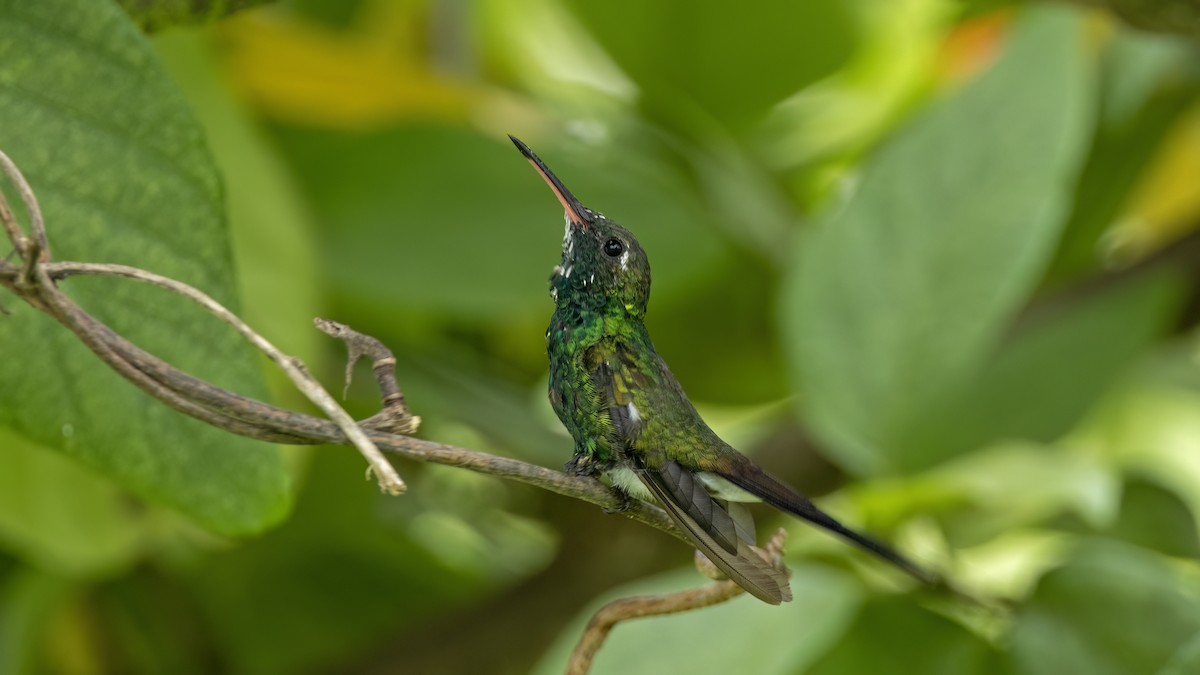 Cuban Emerald - ML641785044