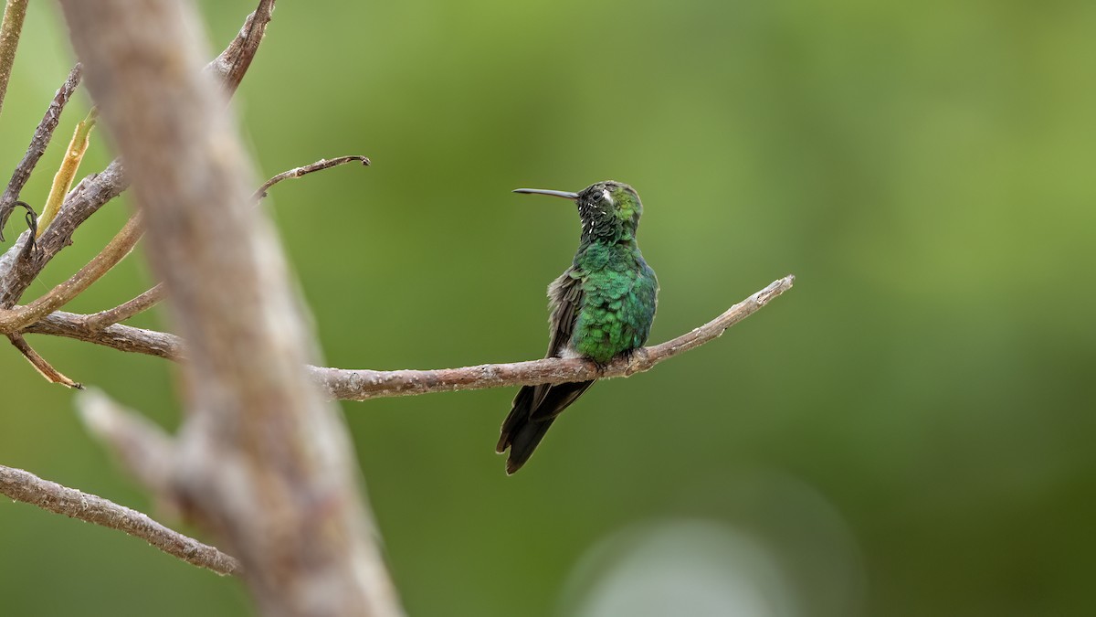 Cuban Emerald - ML641785045