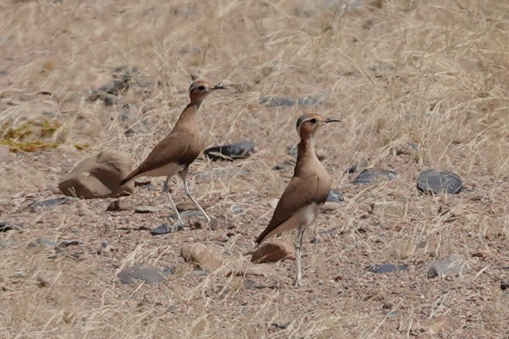 Burchell's Courser - ML641785047