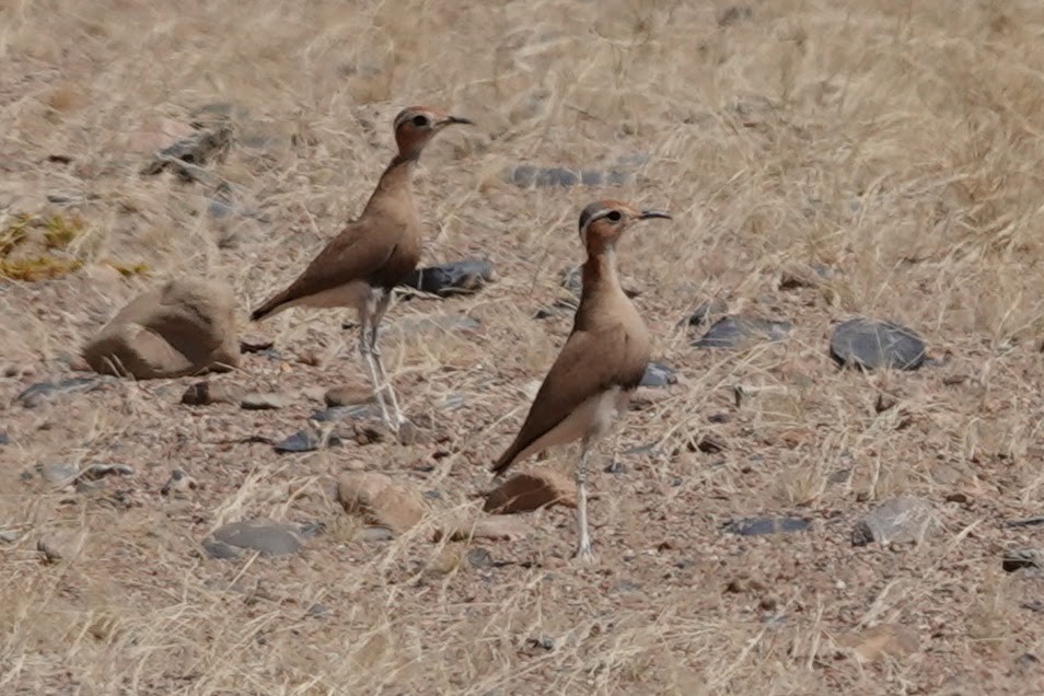 Burchell's Courser - ML641785048