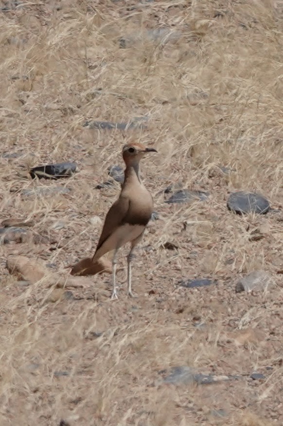 Burchell's Courser - ML641785049
