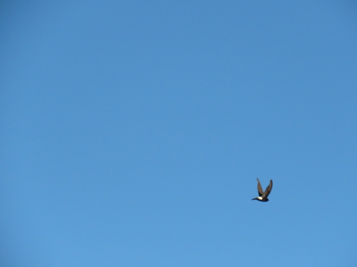 Little Swift - ML641785054