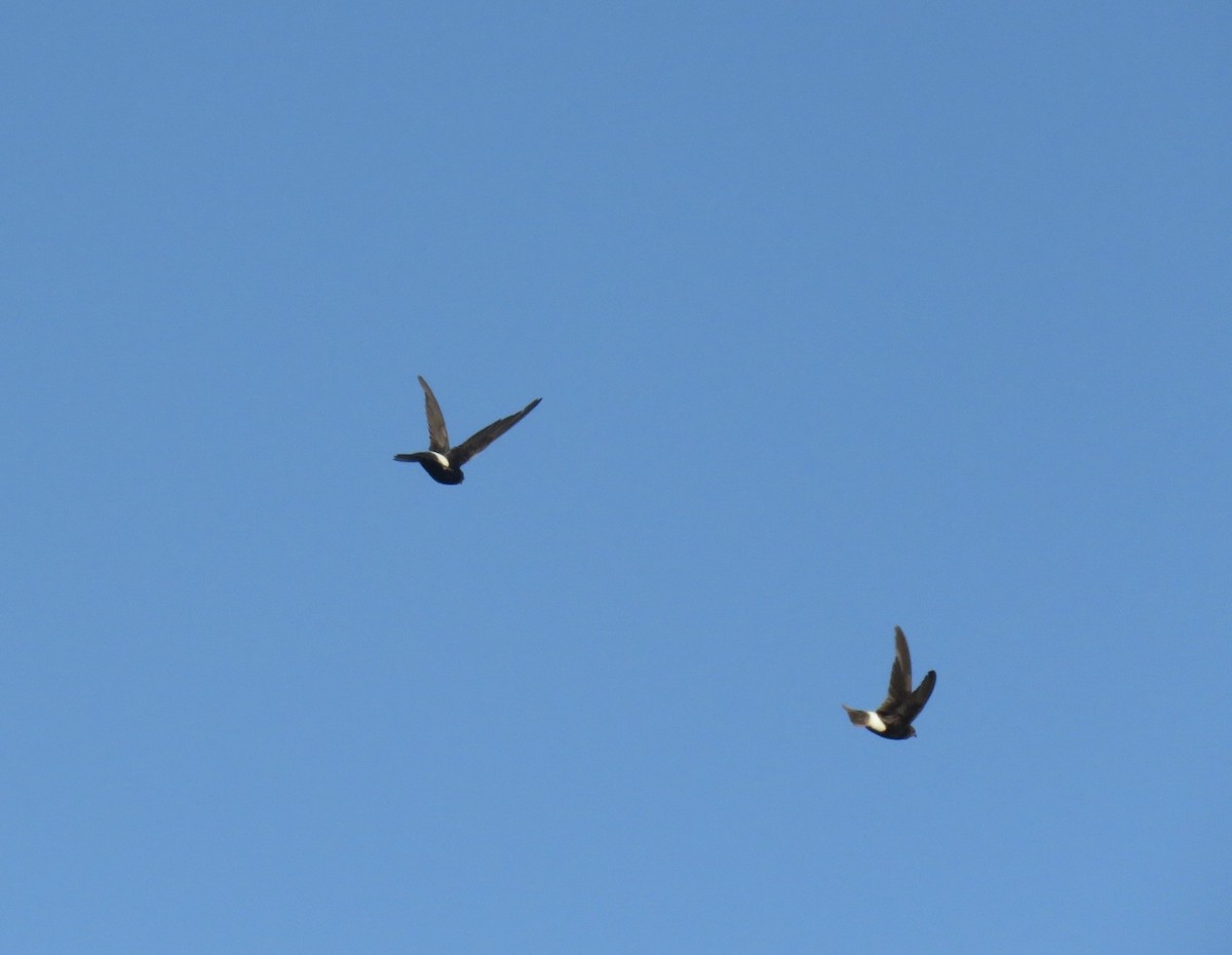 Little Swift - ML641785055