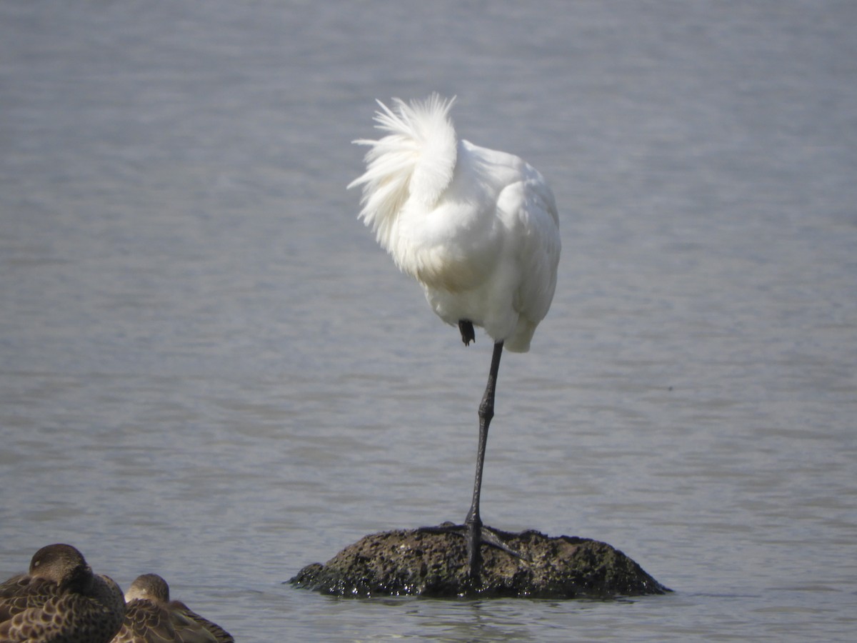 Royal Spoonbill - ML641785061