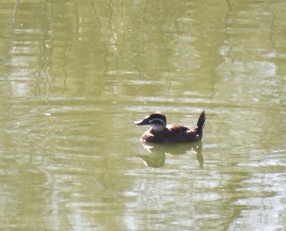 White-headed Duck - ML641785062