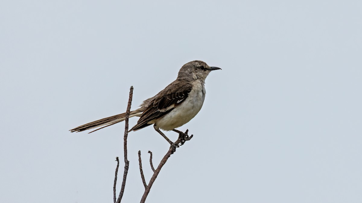 Northern Mockingbird - ML641785069