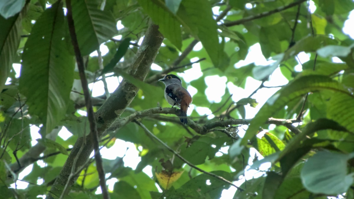Gray-lored Broadbill - ML641785073