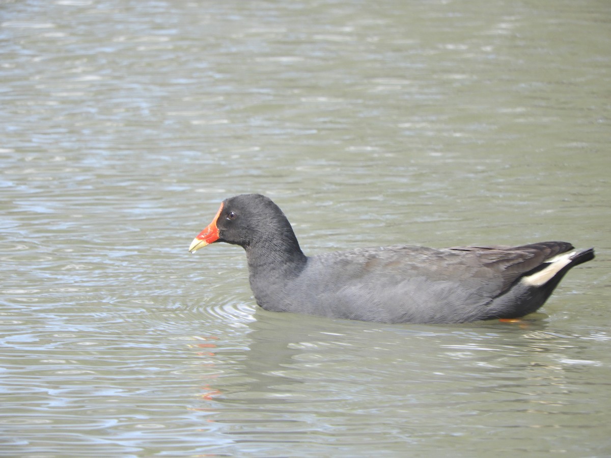 Dusky Moorhen - ML641785076