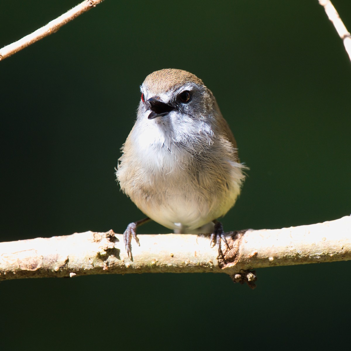 Brown Gerygone - ML641785084