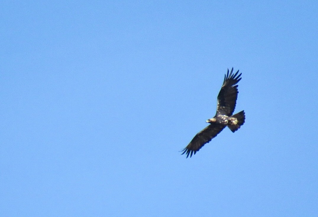 Spanish Eagle - ML641785086