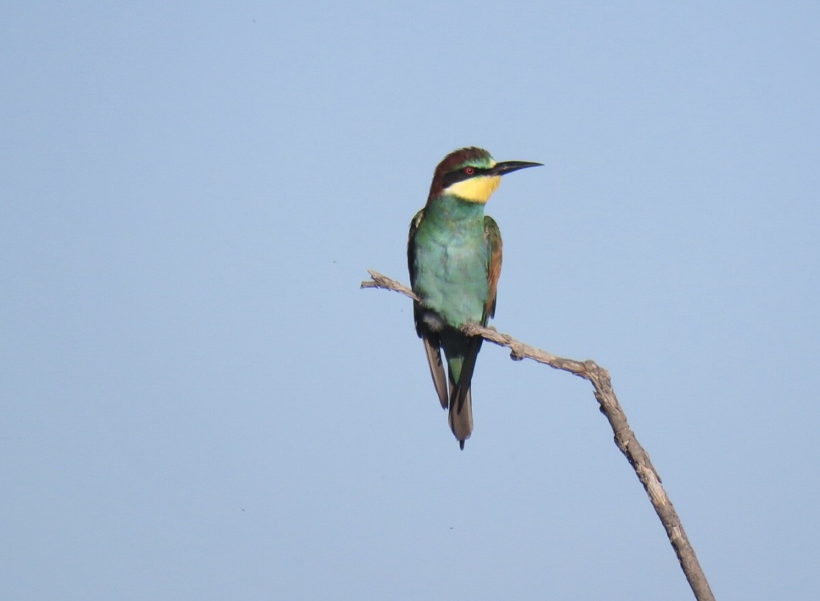 European Bee-eater - ML641785096
